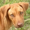 Rescue Dog